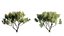 Grow FX - Banksia prionotes - Acorn banksia 02