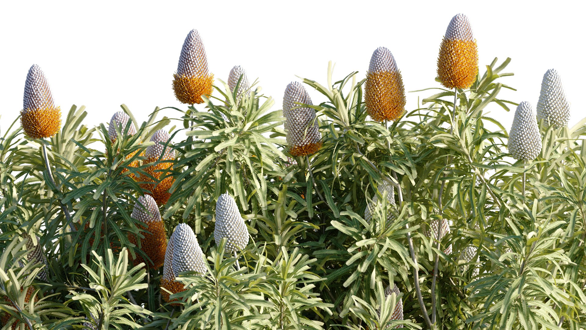 Grow FX - Banksia prionotes - Acorn banksia 02 3D model https://p.turbosquid.com/ts-thumb/uw/9FlUgj/h8/3dtree_banksiaprionotes_03_08/jpg/1791450413/1920x1080/fit_q87/5f0aee01607de924369bdd616da2a4638610d5d3/3dtree_banksiaprionotes_03_08.jpg