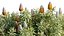 Grow FX - Banksia prionotes - Acorn banksia 02