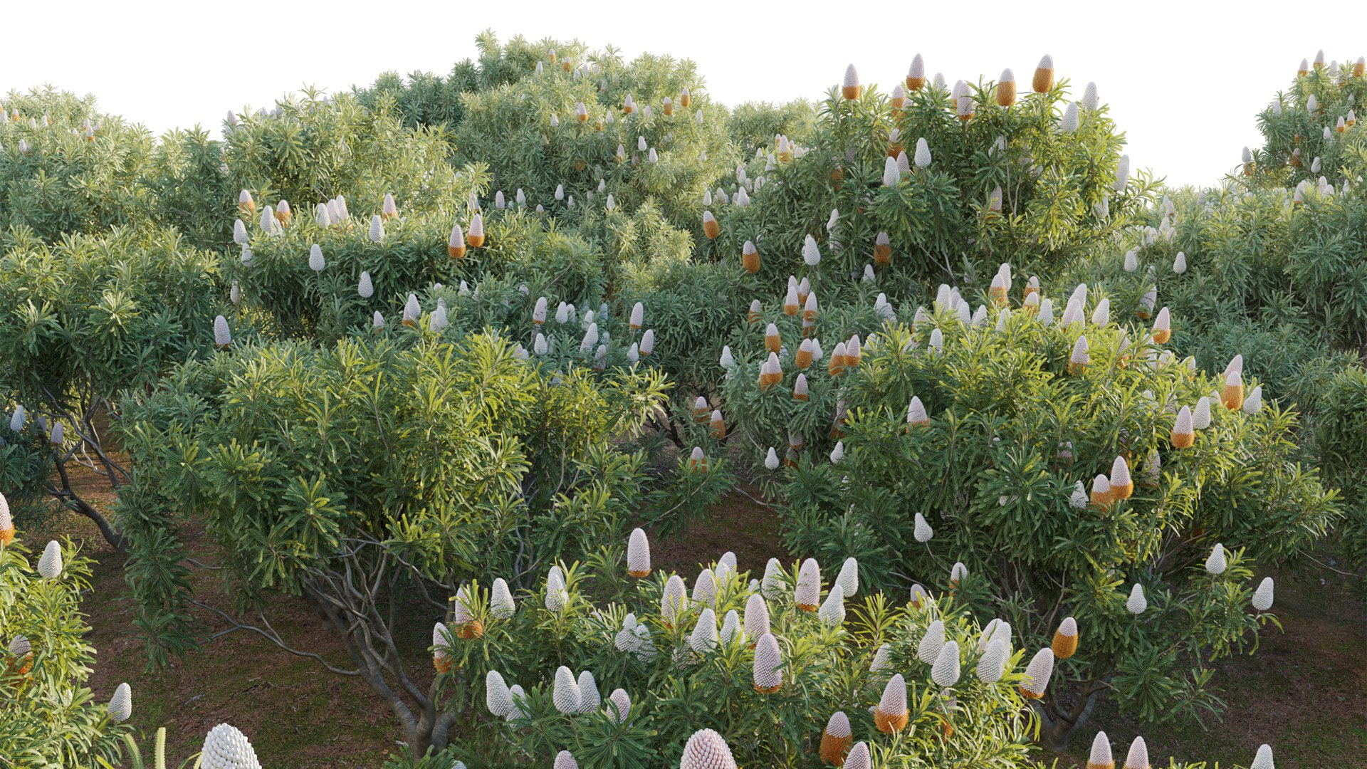 Grow FX - Banksia prionotes - Acorn banksia 02 3D model https://p.turbosquid.com/ts-thumb/uw/9FlUgj/vj/3dtree_banksiaprionotes_03_10/jpg/1791450413/1920x1080/fit_q87/362c3268f93b49accd54aa5593ad49ee819ce12f/3dtree_banksiaprionotes_03_10.jpg