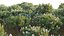 Grow FX - Banksia prionotes - Acorn banksia 02
