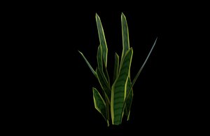 Snake Bird Plant