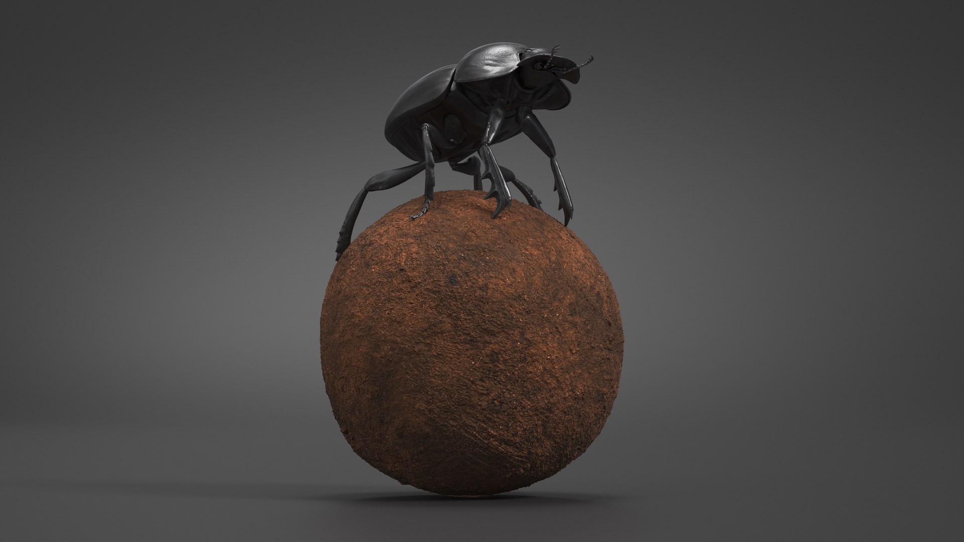 Dung Beetle on Dung Ball model https://p.turbosquid.com/ts-thumb/uw/B5U3T9/1c/dungbeetleondungball3dsmodel004/jpg/1729911929/1920x1080/fit_q87/410967e4867af2916ba41c90385915c4f00c007a/dungbeetleondungball3dsmodel004.jpg