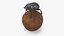 Dung Beetle on Dung Ball