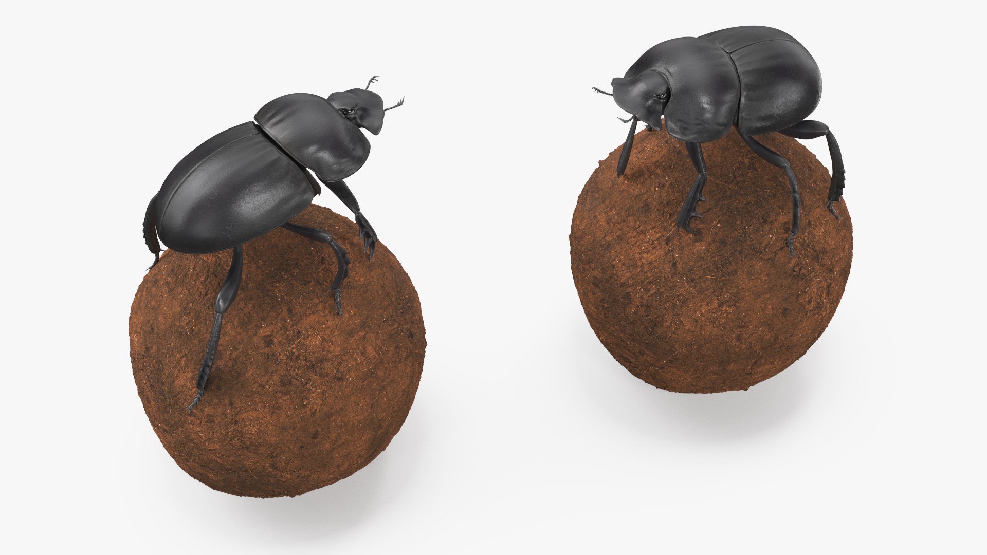 Dung Beetle on Dung Ball model https://p.turbosquid.com/ts-thumb/uw/B5U3T9/Cy/dungbeetleondungball3dsmodel006/jpg/1729911944/1920x1080/fit_q87/34ab453a51ed5a03d849e15d0811f6b4c7e9a457/dungbeetleondungball3dsmodel006.jpg