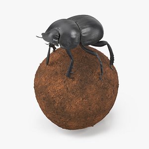 Dung Beetle on Dung Ball