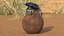 Dung Beetle on Dung Ball