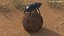 Dung Beetle on Dung Ball