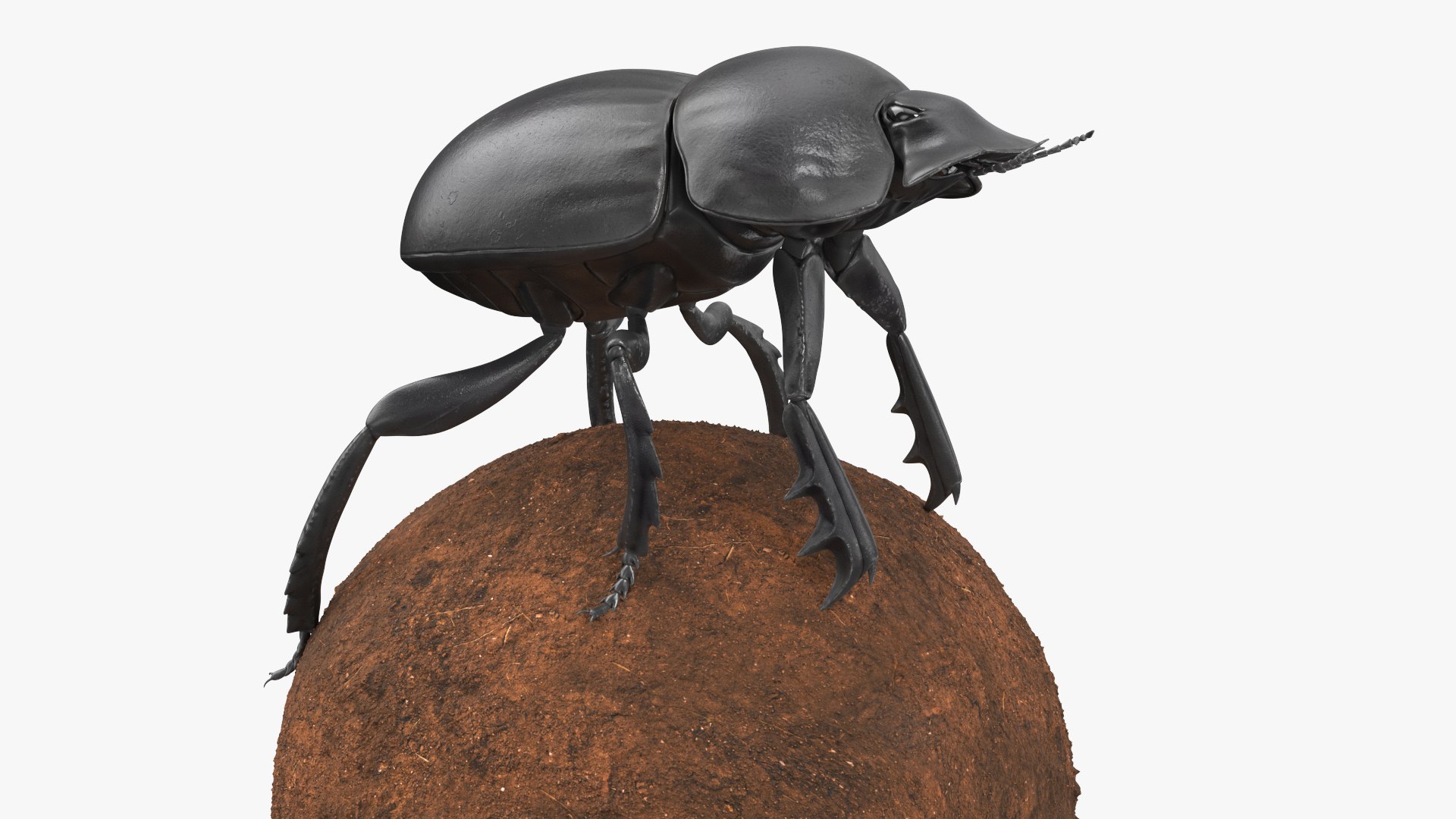 Dung Beetle on Dung Ball model https://p.turbosquid.com/ts-thumb/uw/B5U3T9/XS/dungbeetleondungball3dsmodel008/jpg/1729911957/1920x1080/fit_q87/1c2cd604b98cc09e0faf66c7c23c3a44fce0552c/dungbeetleondungball3dsmodel008.jpg