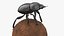 Dung Beetle on Dung Ball