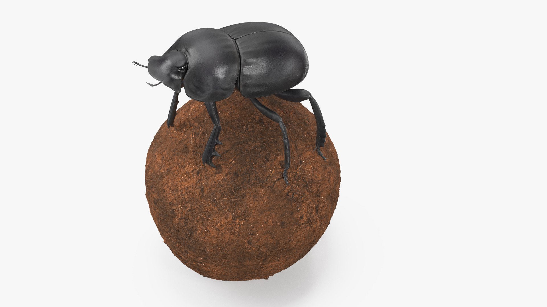 Dung Beetle on Dung Ball model https://p.turbosquid.com/ts-thumb/uw/B5U3T9/b1/dungbeetleondungball3dsmodel007/jpg/1729911951/1920x1080/fit_q87/5e3d36e36b9c9f6554ff7b081c2a329eea3b03f5/dungbeetleondungball3dsmodel007.jpg