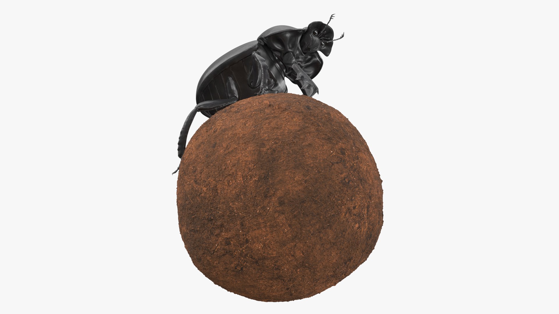 Dung Beetle on Dung Ball model https://p.turbosquid.com/ts-thumb/uw/B5U3T9/be/dungbeetleondungball3dsmodel009/jpg/1729911964/1920x1080/fit_q87/200eb86fb4a284ad539a442595352d8b2faefffc/dungbeetleondungball3dsmodel009.jpg