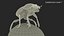 Dung Beetle on Dung Ball