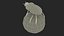 Dung Beetle on Dung Ball