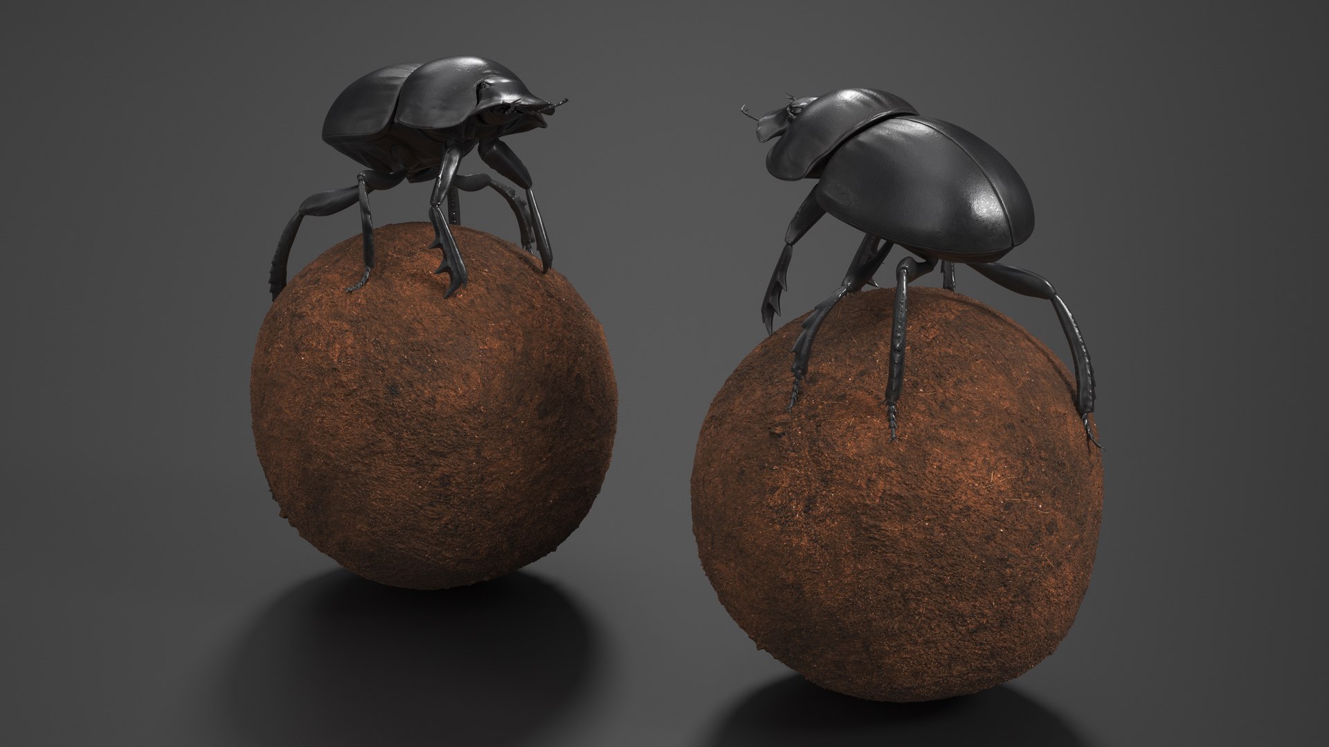 Dung Beetle on Dung Ball model https://p.turbosquid.com/ts-thumb/uw/B5U3T9/mB/dungbeetleondungball3dsmodel005/jpg/1729911935/1920x1080/fit_q87/824793aaaa235551b6e5d1ac6b9558e4be0f2e83/dungbeetleondungball3dsmodel005.jpg