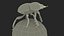 Dung Beetle on Dung Ball