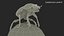 Dung Beetle on Dung Ball