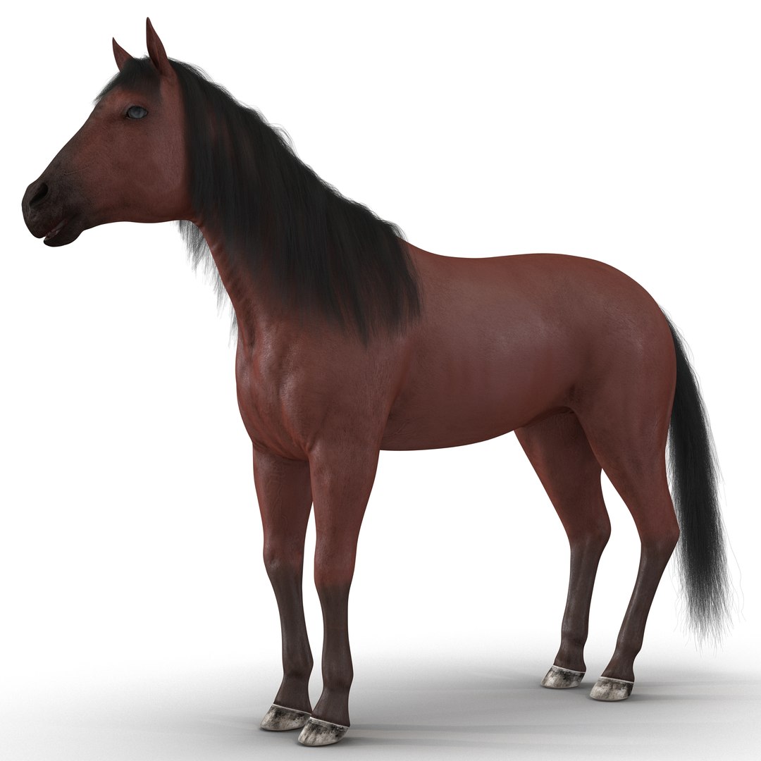 Horse with Fur 3D Model 3D model preview
