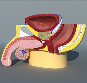 Male Pelvis Cross Section