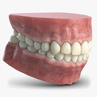 Human Teeth and Gum