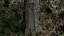 Stump pack