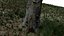 Stump pack