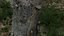 Stump pack