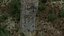 Stump pack
