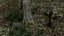 Stump pack