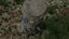 Stump pack