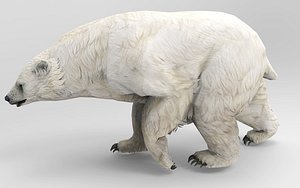 Polar Bear 10 Animations 3D model