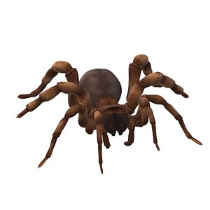 Creepy Spider 3D model