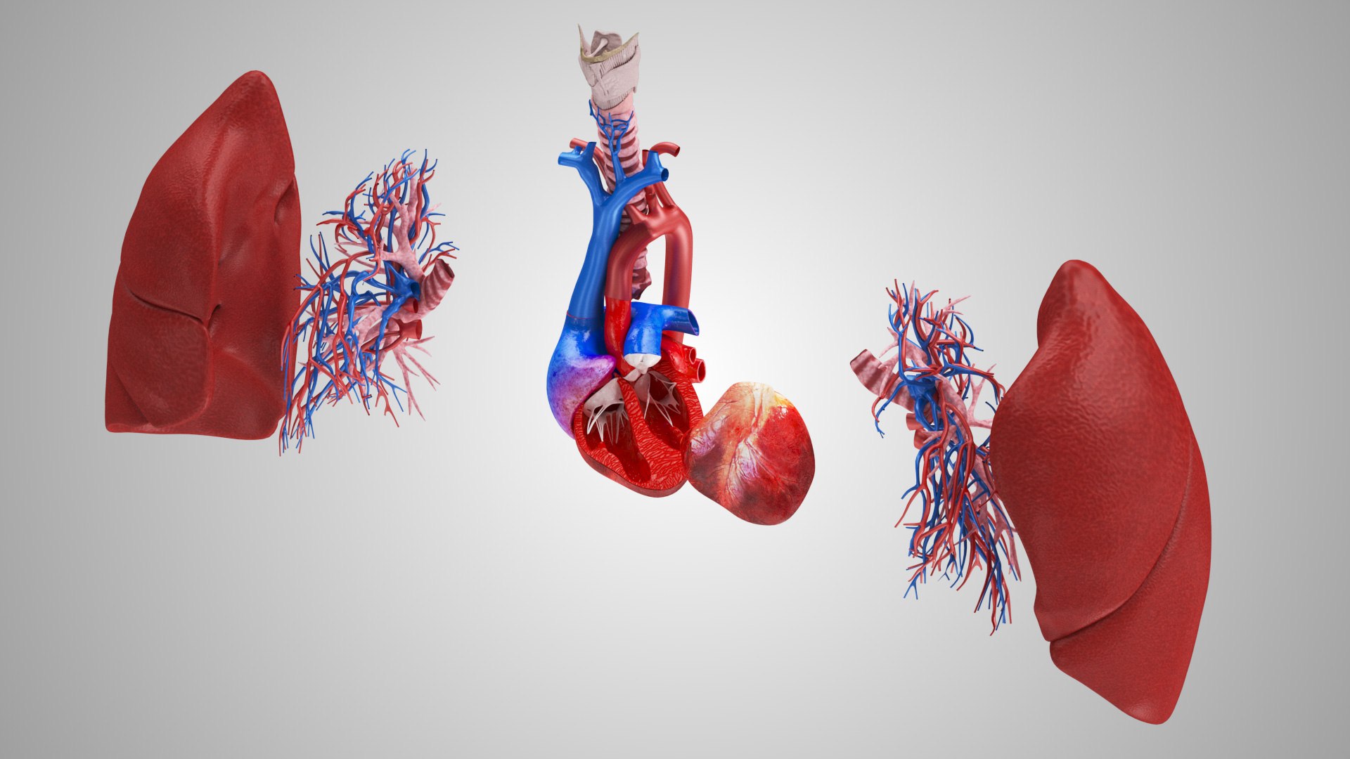 3D Lungs and Heart - TurboSquid 1923471