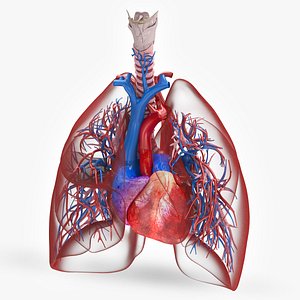 Human Lungs and Heart