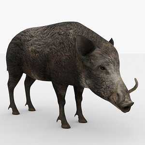 3D Boar Rigged and Animated model