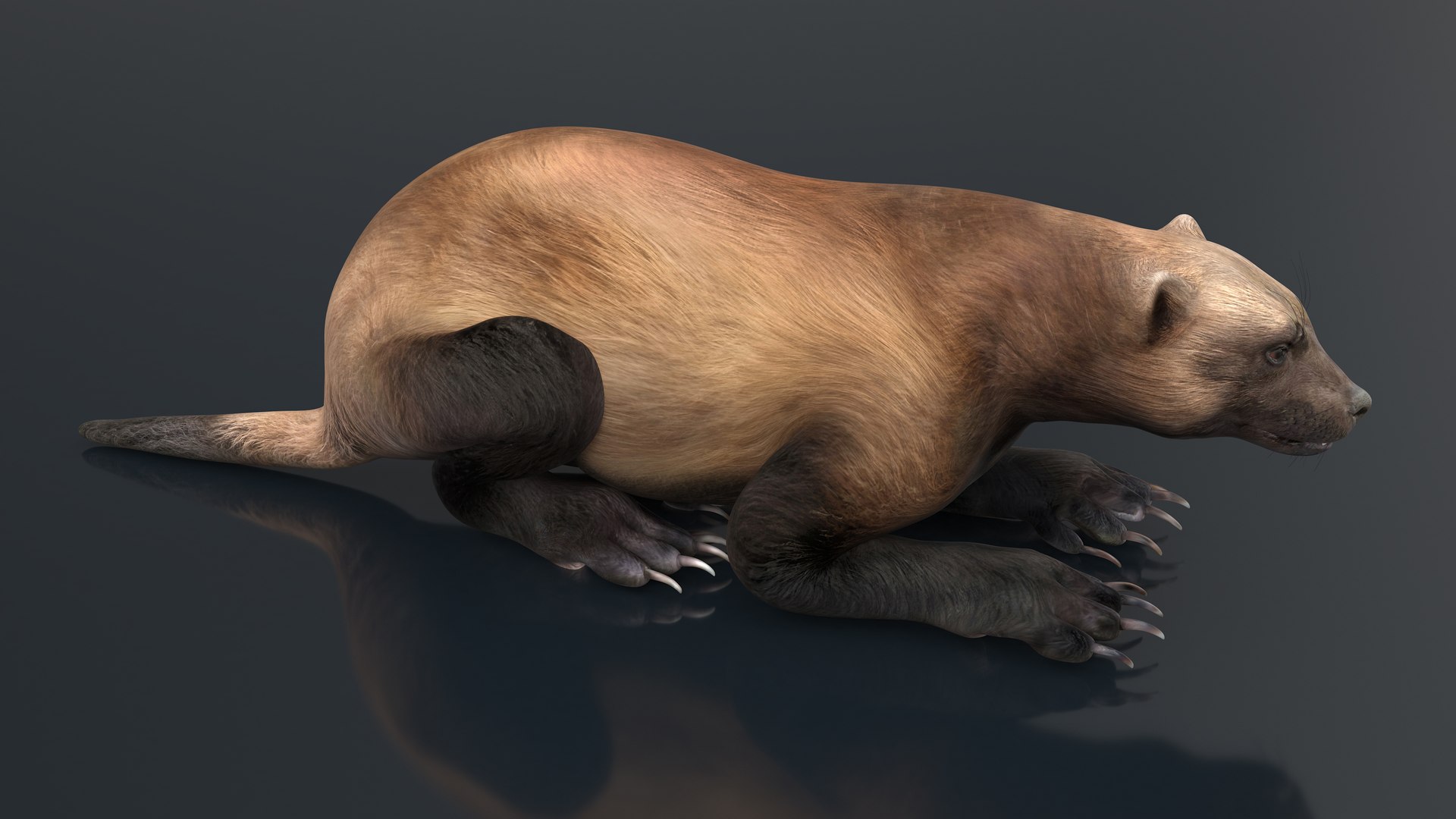 Wolverine Dark Color Lying Down Pose 3D Model - TurboSquid 2130600
