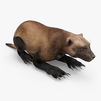 Wolverine Dark Color Lying Down Pose