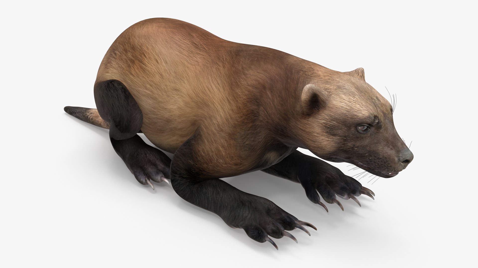 Wolverine Dark Color Lying Down Pose 3D model https://p.turbosquid.com/ts-thumb/uw/y5gqfS/9F/wolverinedarkcolorlyingdownpose3dsmodel001/jpg/1695677405/1920x1080/fit_q87/074524fd05b0dfdedfa90a22c1b929e4aa1a81f8/wolverinedarkcolorlyingdownpose3dsmodel001.jpg