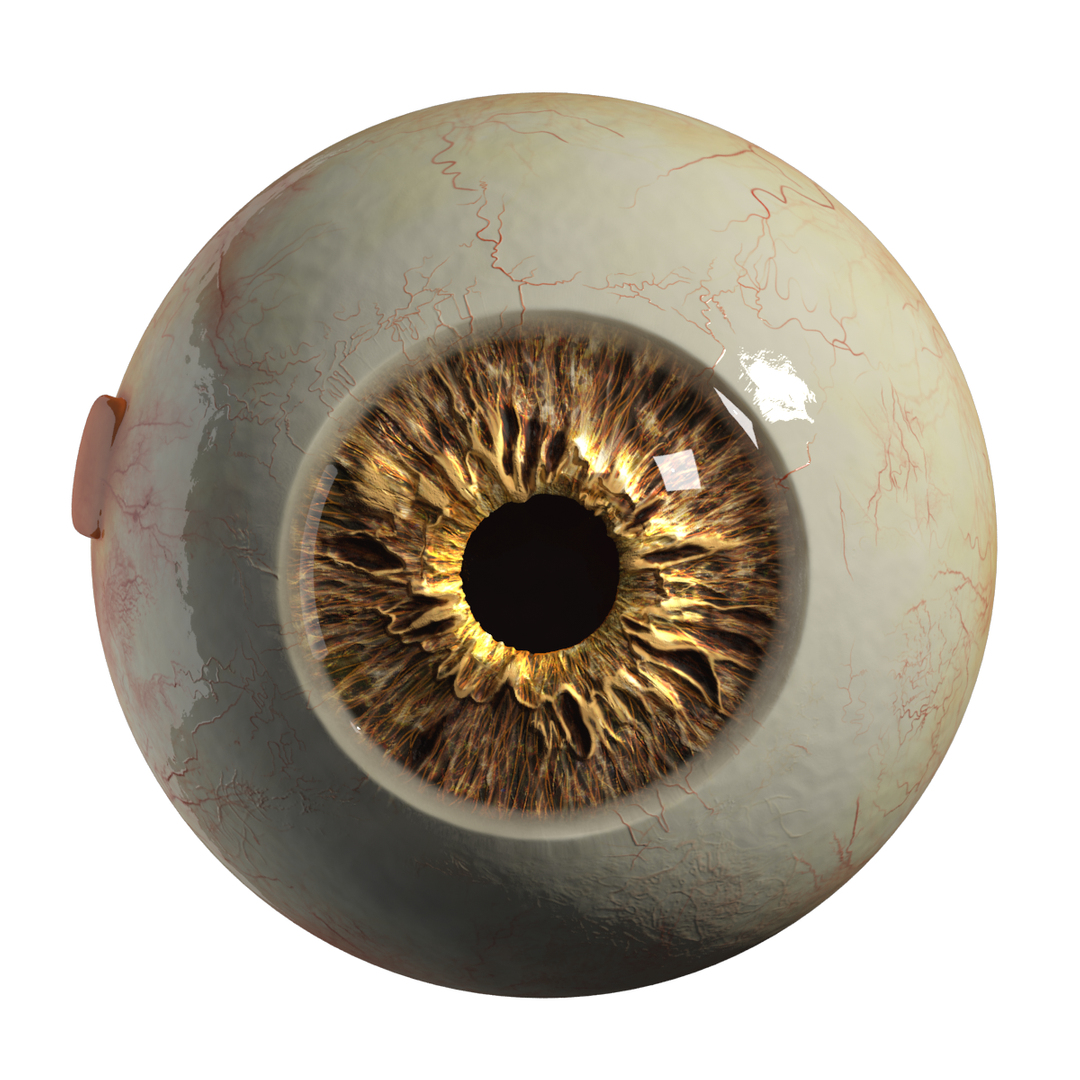 3d realistic eyeball eyes https://p.turbosquid.com/ts-thumb/ux/2RHlwn/YPvKXwCU/frame/png/1453491095/1920x1080/turn_fit_q99/fbaf8a82e5d9363270a8d6fe4d2ab8d352543d33/frame-1.jpg
