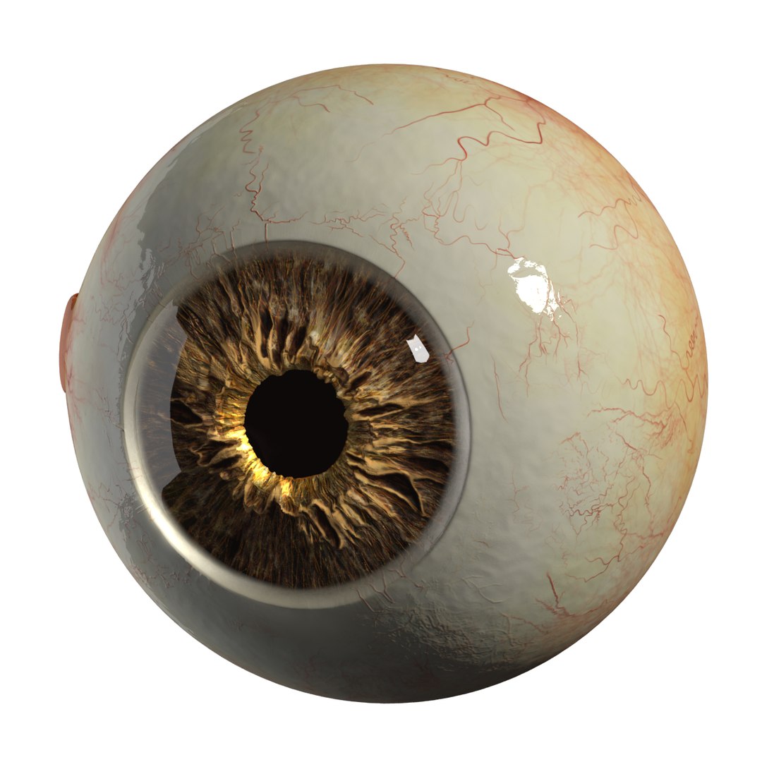 3d realistic eyeball eyes https://p.turbosquid.com/ts-thumb/ux/2RHlwn/alhfQZgb/2/png/1453492476/1920x1080/fit_q87/bdf984f0c6b4928eea2438a9519cdff8f04dc0ef/2.jpg
