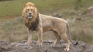 Lion and Lion cub Animated