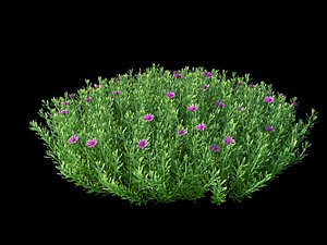 XfrogPlants Germander - Teucrium Aroanium