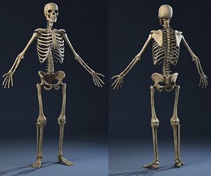 Anatomy Skeleton (male)