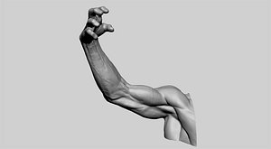 3D model human arm