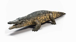 nile crocodile 3D