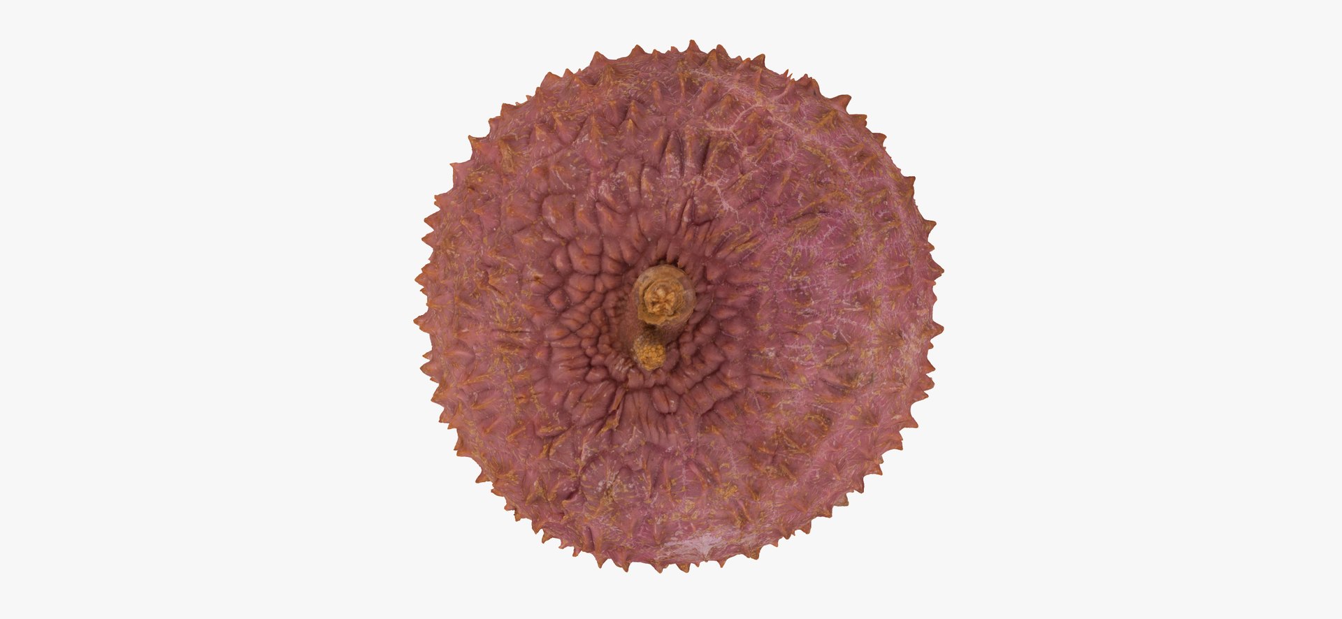 Lychees Collection 02 - 3 Models RAW Scans Model - TurboSquid 1830633