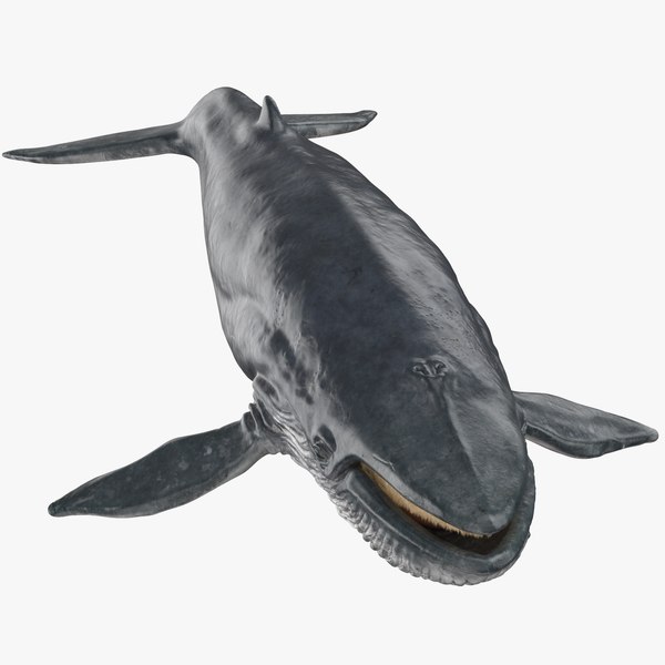 シロナガスクジラ3Dモデル - TurboSquid 1396264