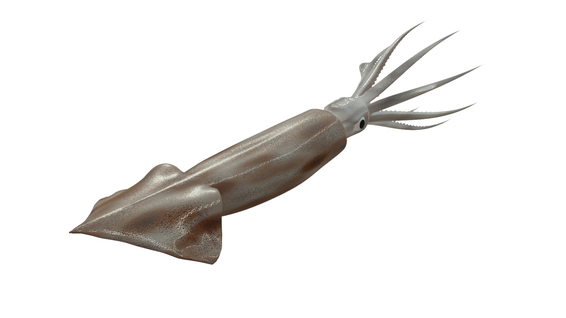 SQUID 3D model https://p.turbosquid.com/ts-thumb/ux/Yy7NVA/ua/p2/png/1651050228/1920x1080/fit_q87/bb2f4028e4f4446e7d68b37427f44097f154c334/p2.jpg