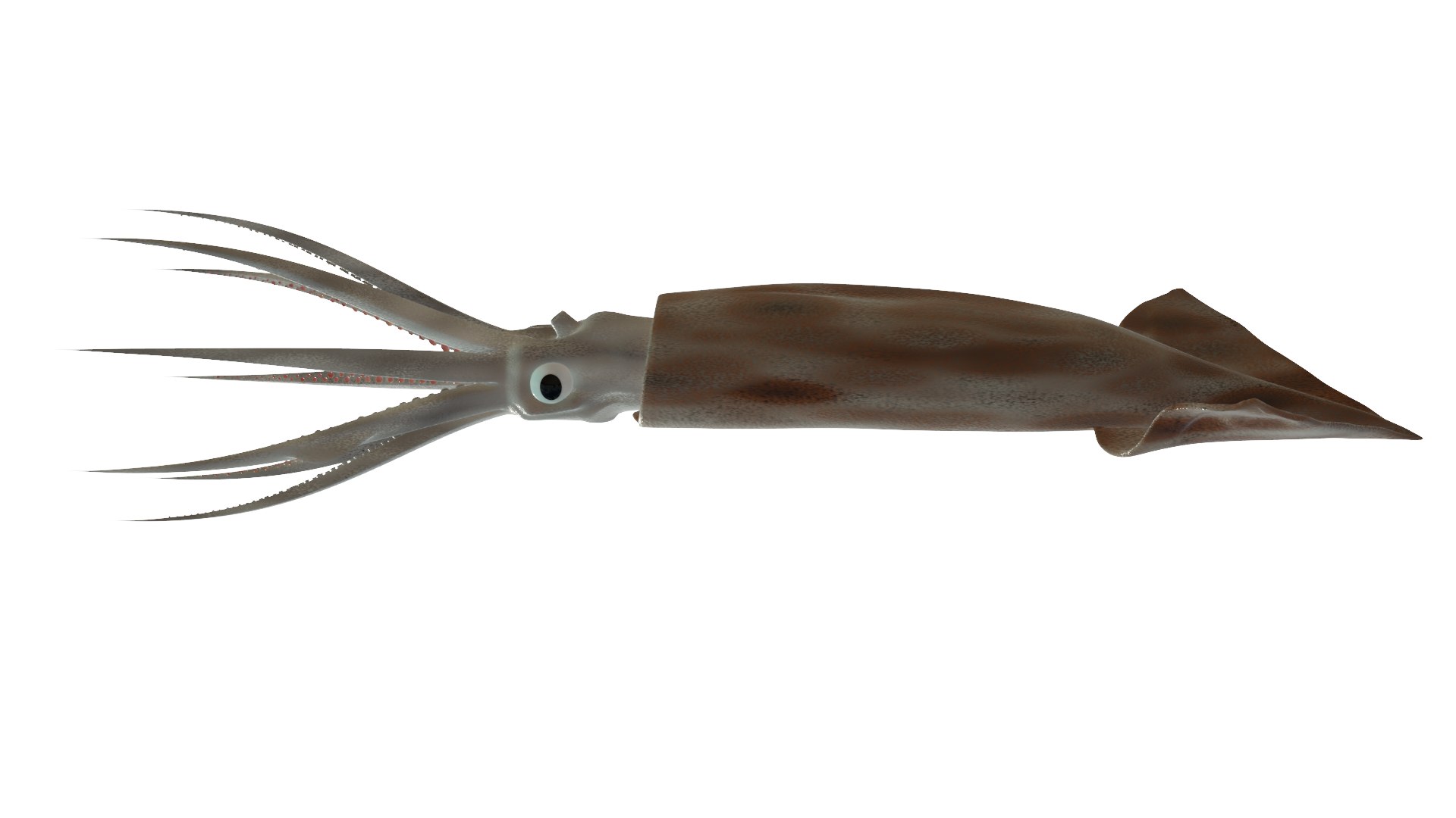 SQUID 3D model https://p.turbosquid.com/ts-thumb/ux/Yy7NVA/zA/p5/png/1651050230/1920x1080/fit_q87/44b111d75a34e810294266839ddc3cd312b3aab3/p5.jpg