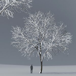 3D model ash tree